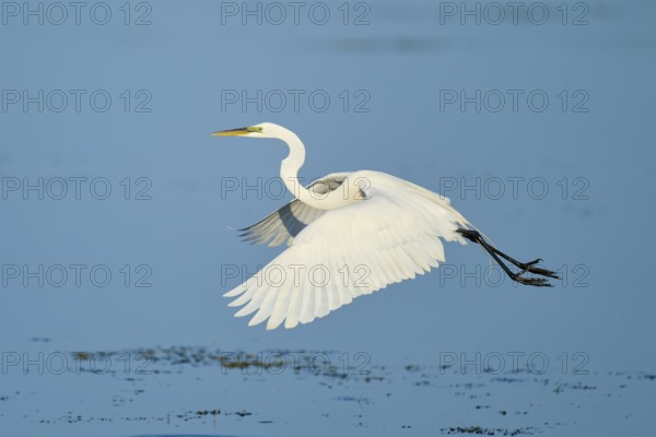 A heron flies elegantly with outstretched wings over the water, Great Egret (Egretta alba), Florida, USA