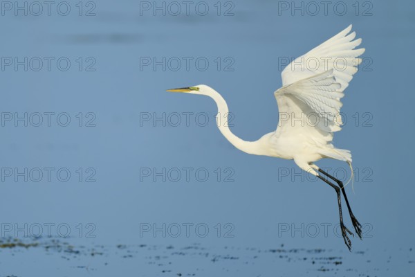 A heron takes off from the surface of the water with its wings spread wide, Great Egret (Egretta alba), Florida, USA