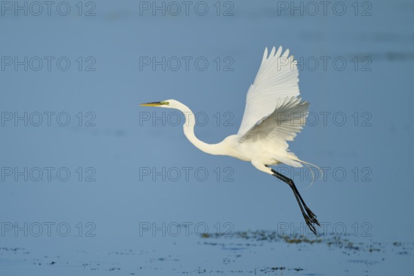 A heron flies gracefully over the water with its wings raised, Great Egret (Egretta alba), Florida, USA