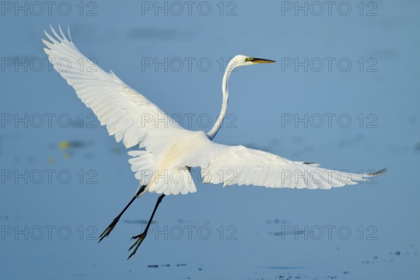 A heron flies with outstretched wings over the blue water, Great Egret (Egretta alba), Florida, USA