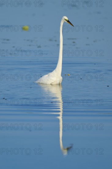 A heron stands in the calm blue water, its reflection can be seen, Great Egret (Egretta alba), Florida, USA