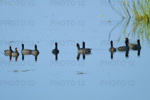 Group of coots swimming in clear blue water with soft reflections, American Eurasian Coot (Fulica americana), Orlando Wetlands, Christmas, Florida, USA