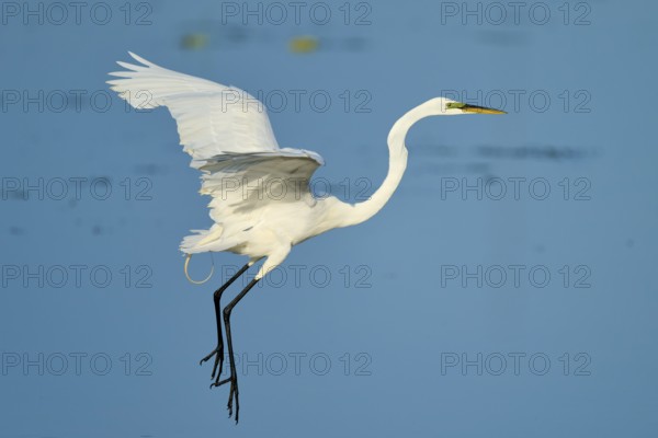 The heron flies with raised wings through a clear sky, Great Egret (Egretta alba), Florida, USA
