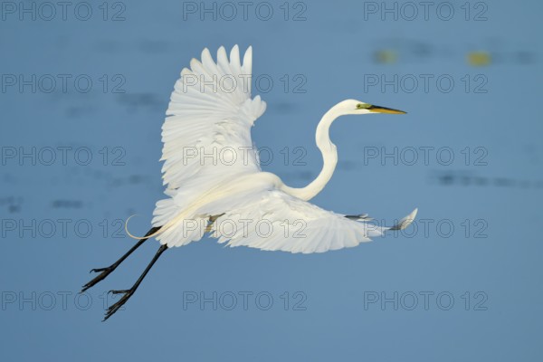 Heron in elegant flight with upstretched wings against blue sky, Great Egret (Egretta alba), Florida, USA