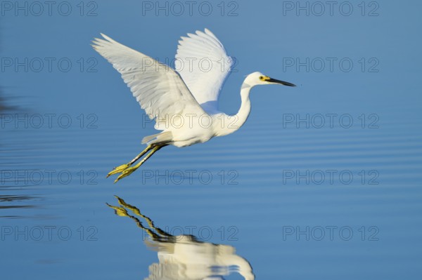 A heron hovering just above the water with outstretched wings, Great Egret (Egretta thula), Florida, USA