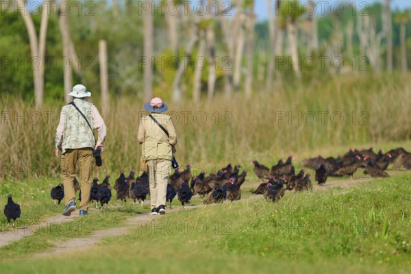 Two people walking across a field surrounded by a large group of turkey vultures (Cathartes aura), Orlando Wetlands, Christmas, Florida, USA