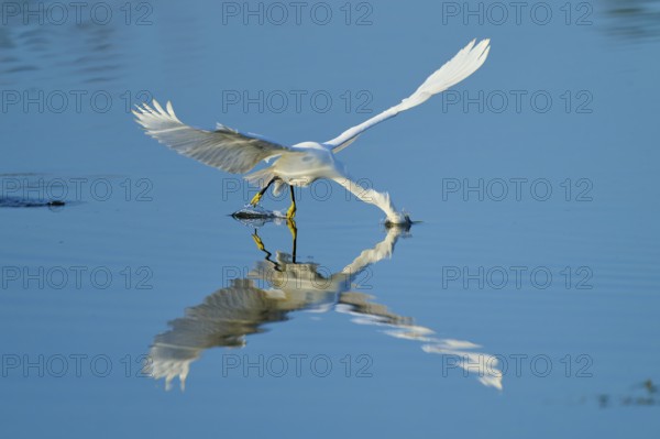 A heron gently touches the water with its beak in flight, Great Egret (Egretta thula), Florida, USA