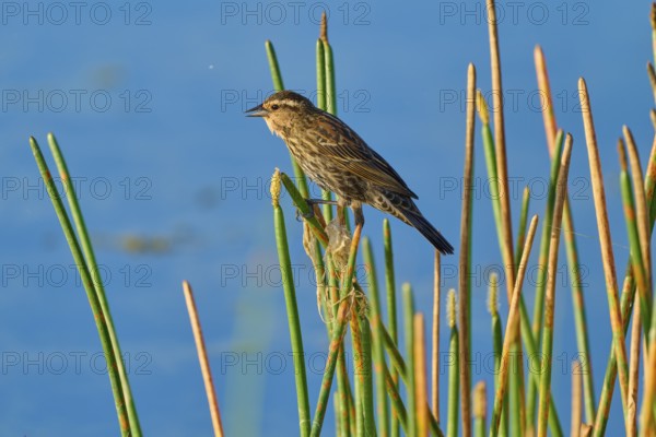 A bird sits quietly on reeds by a lake under a blue sky, Red-winged Blackbird (Agelaius phoeniceus), female, spring, Orlando Wetlands, Christmas, Florida, USA