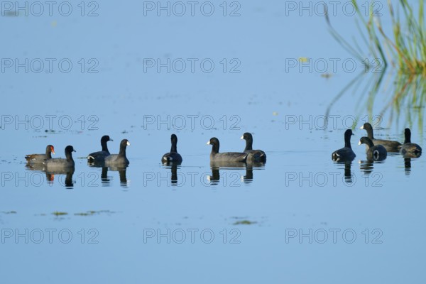 Several coots in a calm lake with clear reflections and blue sky, American Eurasian Coot (Fulica americana), Orlando Wetlands, Christmas, Florida, USA