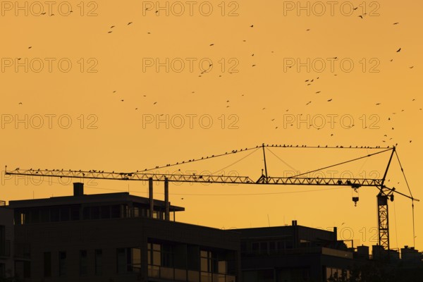 Numerous birds sitting on a construction crane at sunset in Frankfurt am Main, Frankfurt am Main, Hesse, Germany