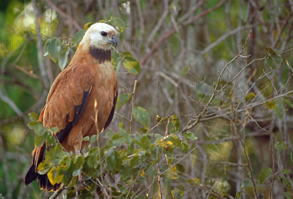 Fish Buzzard (Busarellus nigricollis), Pantanal, inland, wetland, UNESCO Biosphere Reserve, World Heritage Site, wetland biotope, Mato Grosso, Brazil, South America