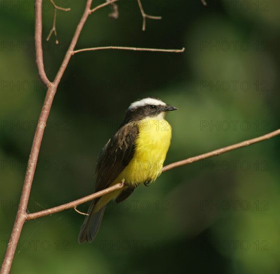 Sulphur-masked tyrant (Pitangus sulphuratus), Pantanal, Brazil, South America