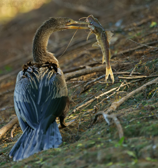 American darter (Anhinga anhinga) with preyed catfish Pantanal Brazil