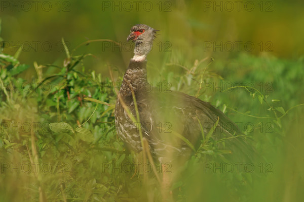 Collared Weirbird (Chauna torquata), Pantanal, Brazil, South America