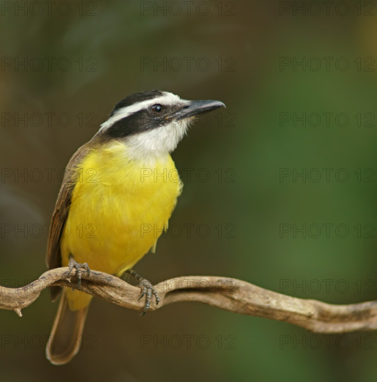Sulphur-masked tyrant (Pitangus sulphuratus), Pantanal, Brazil, South America