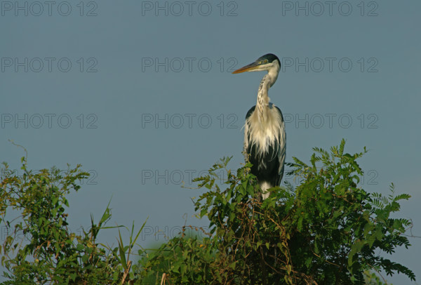 Cocoi Heron (Ardea cocoi), Pantanal, Brazil, South America