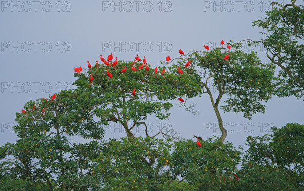 Scarlet Ibis (Eudocimus ruber), Mata Atlantica, Brazil, South America