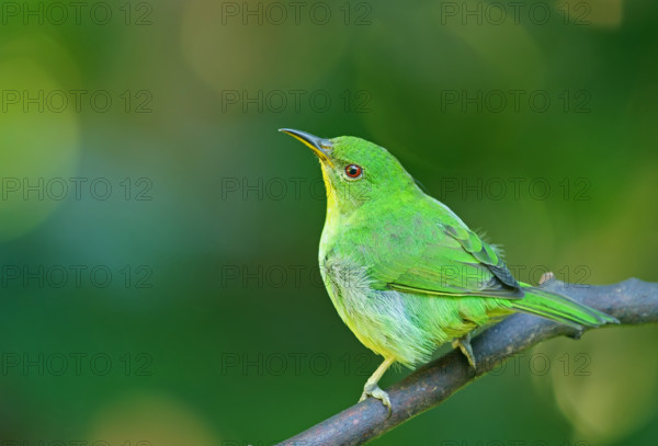 Caped Sunbird (Chlorophanes spiza), female, Atlantic Rainforest, Brazil