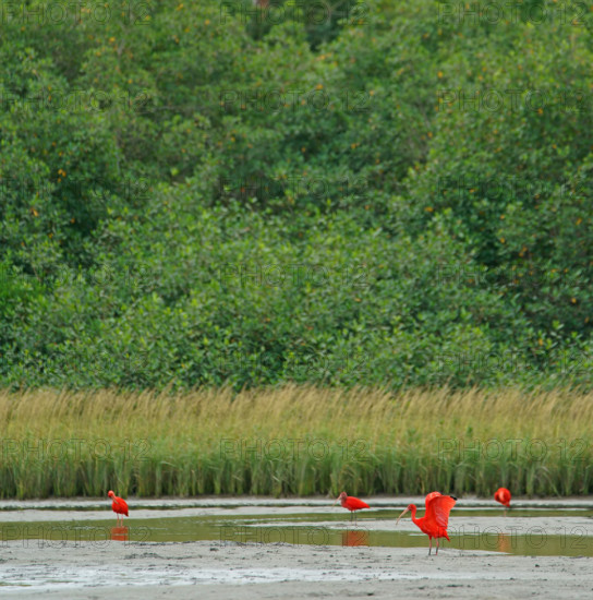 Scarlet Ibis (Eudocimus ruber), Mata Atlantica, Brazil, South America