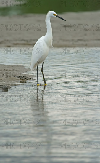 Great White Egret (Egretta thula), Mata Atlantica, Brazil, South America