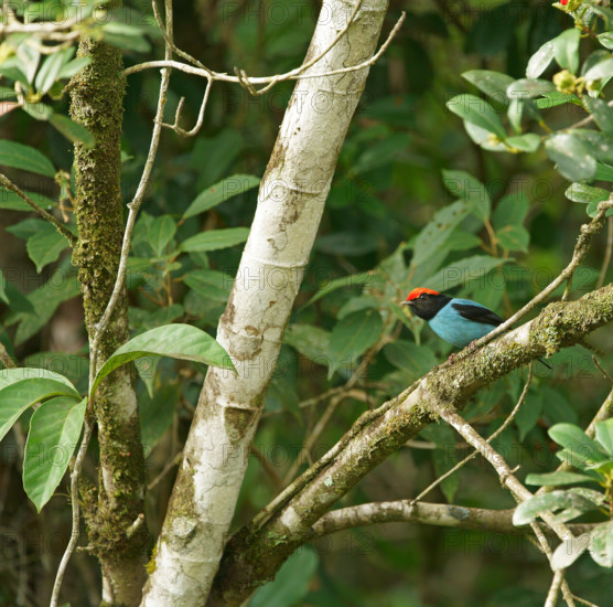 Blue-breasted manakin (Chiroxiphia caudata), Atlantic rainforest, Brazil