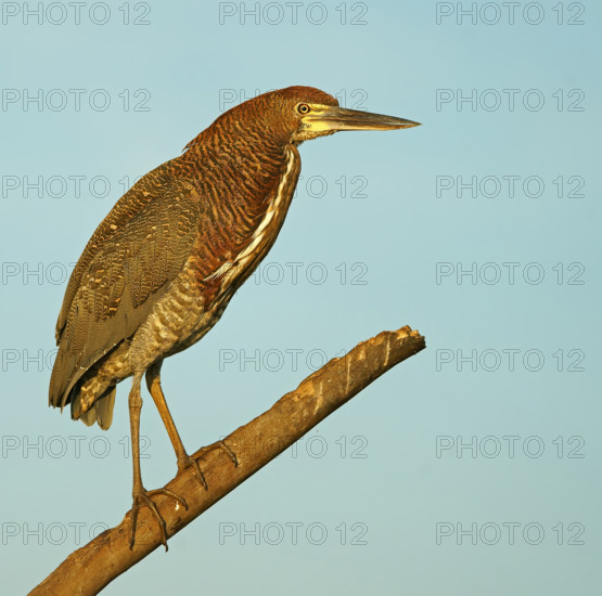 Marbled heron (Tigrisoma lineatum) juvenile, Pantanal, Brazil, South America