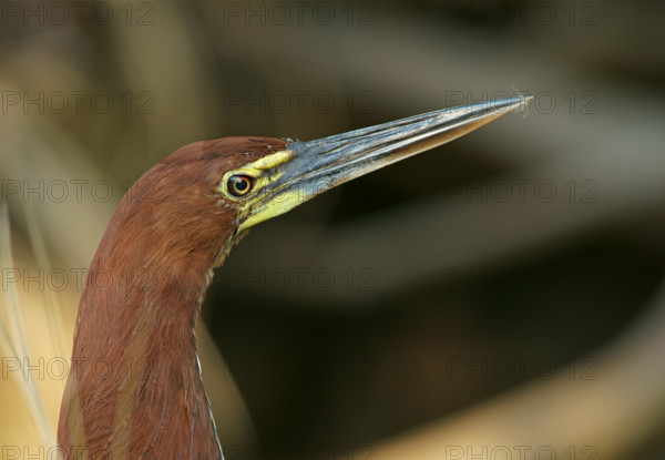 Marbled heron (Tigrisoma lineatum), Pantanal, Brazil, South America