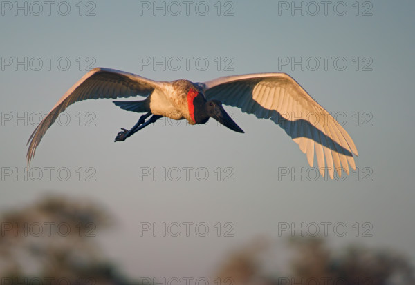 Jabiru (Jabiru mycteria), Pantanal, Brazil, South America
