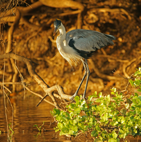 Cocoi Heron (Ardea cocoi), Pantanal, Brazil, South America