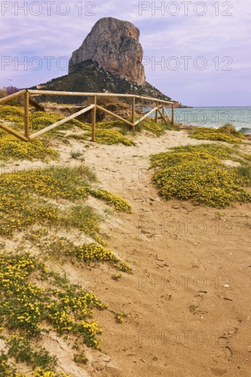 Plants, flowers, nature park, Penon de Ifach rock, landmark, Mediterranean, bay, Calpe, Valencia, Costa Blanca, Spain