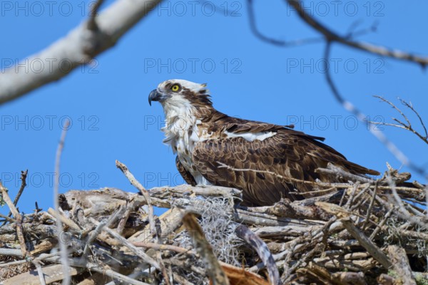 An osprey sits comfortably in its nest of branches under a clear sky, Osprey (Pandion haliaetus), Everglades National Park, Florida, USA, North America