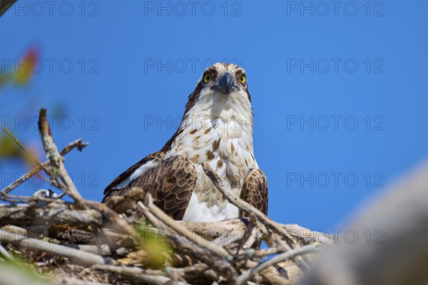 An osprey sits in a nest and looks attentively into the distance, Osprey (Pandion haliaetus), Everglades National Park, Florida, USA, North America