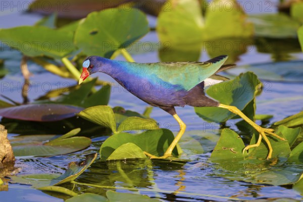 A vividly coloured bird walks on green leaves in the water, Lesser Sultana (Porphyrio martinica), spring, Anhinga Trail, Everglades National Park, Florida, USA, North America
