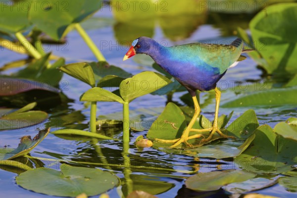 A colourful bird stands at attention on floating leaves in the water, Lesser Sultana (Porphyrio martinica), spring, Anhinga Trail, Everglades National Park, Florida, USA, North America