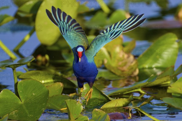 A colourful bird with outstretched wings lands on water plants, Lesser Sultana (Porphyrio martinica), spring, Anhinga Trail, Everglades National Park, Florida, USA, North America