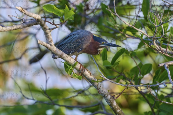 Bird sitting on a branch surrounded by green leaves, light falls through the foliage, Green Heron (Butorides virescens), spring, Anhinga Trail, Everglades National Park, Florida, USA, North America