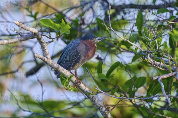 A bird rests on a branch surrounded by fresh green leaves and soft light, Green Heron (Butorides virescens), Spring, Anhinga Trail, Everglades National Park, Florida, USA, North America