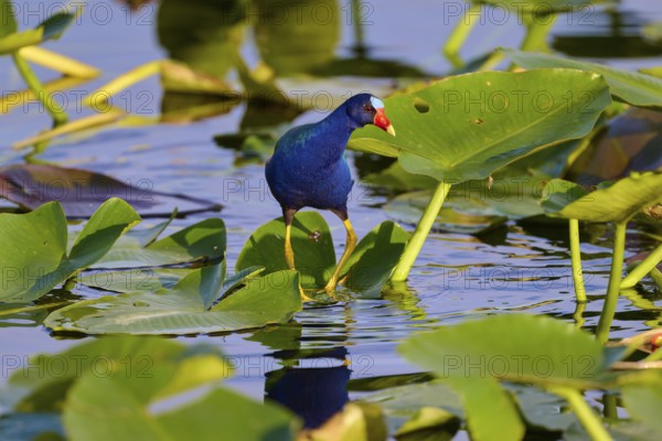 A bird with a distinctive red beak stands on green leaves in the water, Lesser Sultana (Porphyrio martinica), spring, Anhinga Trail, Everglades National Park, Florida, USA, North America