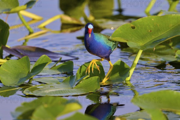An exotic bird with colourful plumage among leaves on the water, Lesser Sultana (Porphyrio martinica), spring, Anhinga Trail, Everglades National Park, Florida, USA, North America