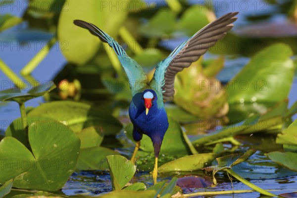 A bright bird with raised wings moves on green leaves, Lesser Sultana (Porphyrio martinica), spring, Anhinga Trail, Everglades National Park, Florida, USA, North America