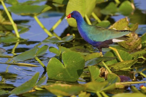 A pretty bird with bright colours stands on water-covered leaves, Lesser Sultana (Porphyrio martinica), spring, Anhinga Trail, Everglades National Park, Florida, USA, North America