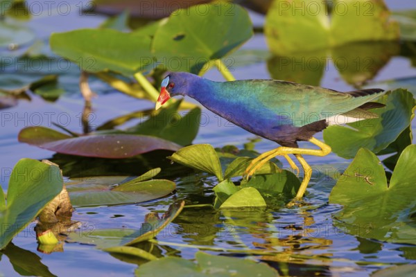 A colourful bird crosses the water surface on green leaves, Lesser Sultana (Porphyrio martinica), spring, Anhinga Trail, Everglades National Park, Florida, USA, North America