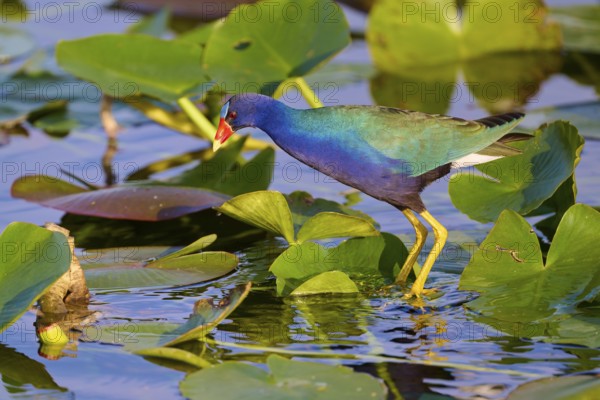 An iridescent bird stands in a pond full of grass-green leaves, Lesser Sultana (Porphyrio martinica), spring, Anhinga Trail, Everglades National Park, Florida, USA, North America