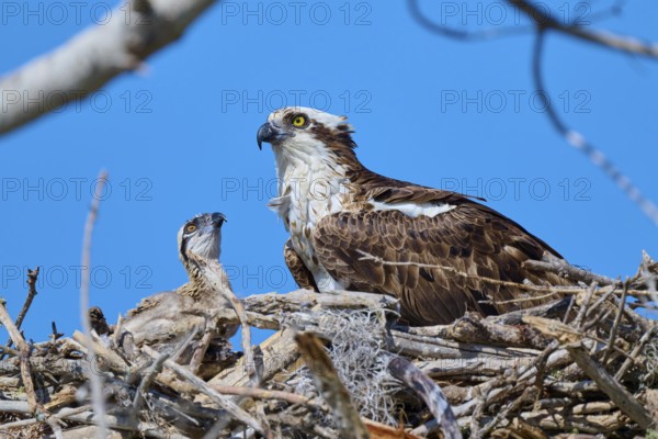 An osprey with its young in the nest in front of a clear sky, Osprey (Pandion haliaetus), Everglades National Park, Florida, USA, North America