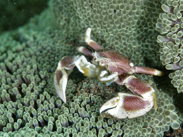 Red and white crab, spotted porcelain crab (Neopetrolisthes maculatus), on a green sea anemone. Dive site Puri Jati, Umeanyar, Bali, Indonesia