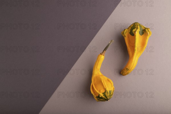 Two decorative orange Pumpkins on beige and gray pastel paper background, top view, flat lay, copy space, minimalism