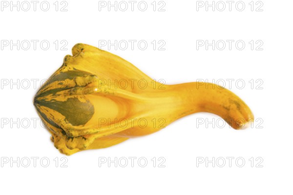 Decorative orange Pumpkin isolated on white background, top view, flat lay, close up, minimalism