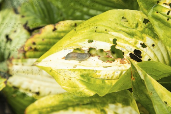 Hosta leaves damaged by Slugs, plant diseases, plant pathology