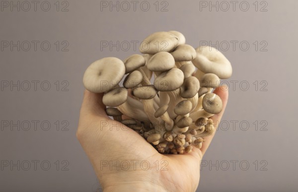 Raw Oyster mushroom, Pleurotus ostreatus with hand on gray pastel paper background. Side view, copy space, minimalism