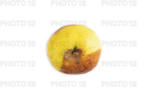 Decaying, Rotting apples isolated on white background. Top view, copy space, flat lay, minimalism